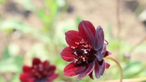 Kosmos czekoladowy przypomina zapach gorącej czekolady z wanilią.