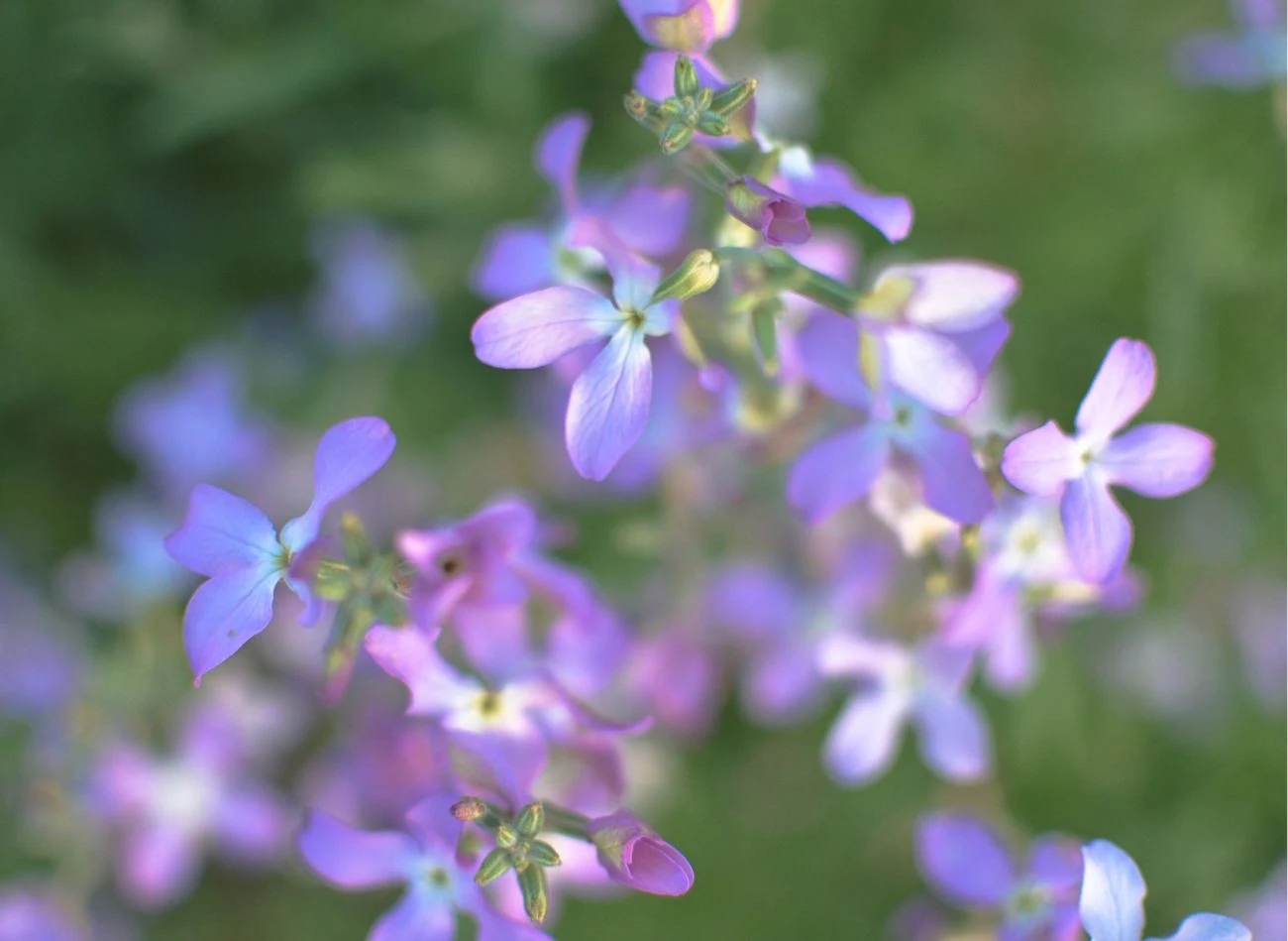 Kwiaty maciejki otwierają się tylko na wieczór, ponieważ są zapylane przez ćmy