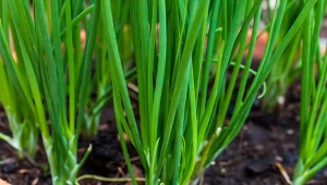 Raz posadzisz w doniczce, a szczypior będziesz zbierać non stop. Fot. fullmoonnarak/Canva Pro