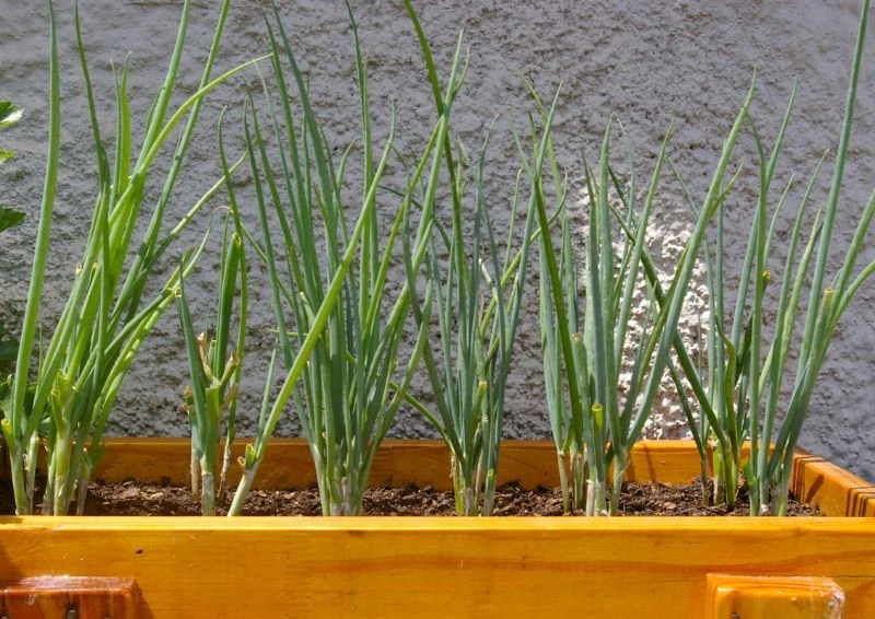 Odpowiednia pielęgnacja zapewni ci całe bukiety szczypioru.