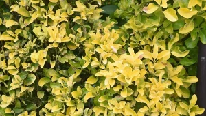 Niektóre odmiany bukszpanu z natury mają żółte liście.