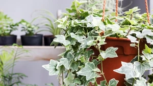 Czy bluszcz może pomóc w walce z pleśnią?