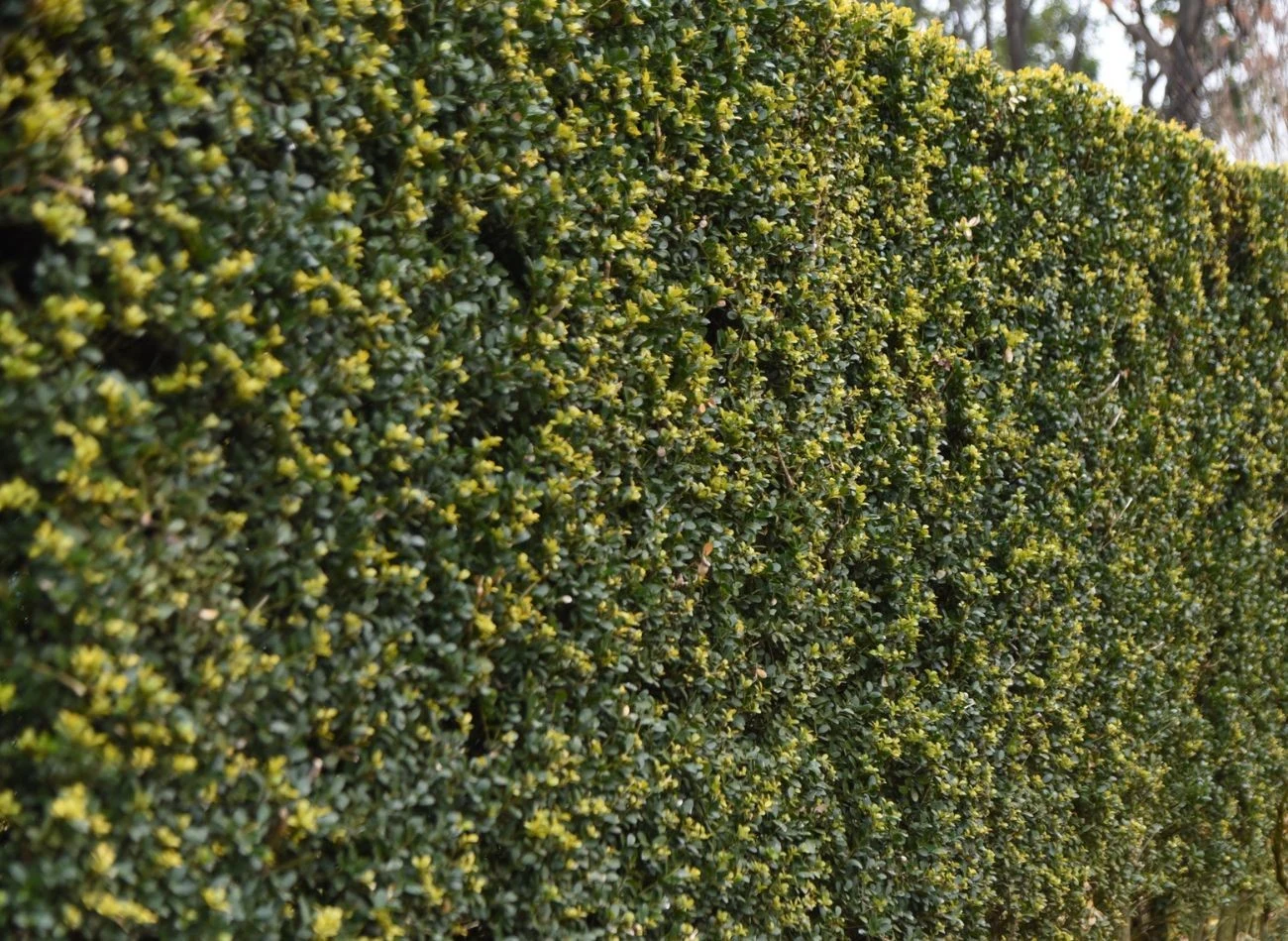Bukszpan należy obficie podlewać jesienią, jeszcze przed nadejściem silnych mrozów