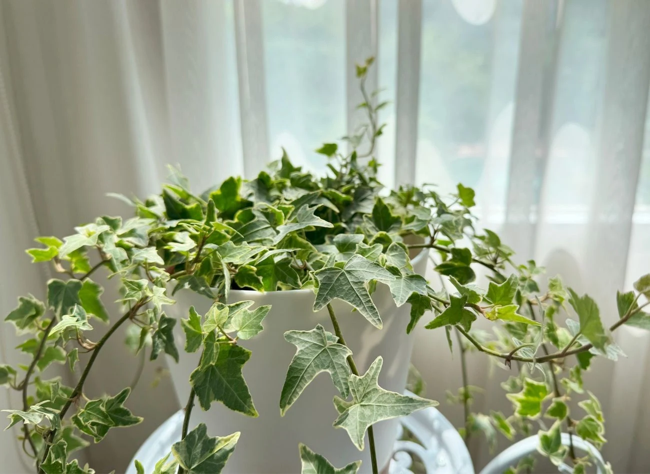 Bluszcz najlepiej roślnie w pewnej odległości od okna – lubi rozproszone światło i półcień