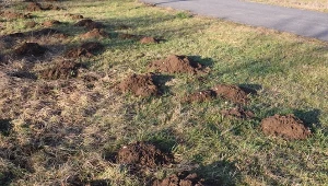 Ziemia z kretowiska świetnie nadaje się do wykorzystania w ogrodzie. Fot. Gueholl/Canva Pro