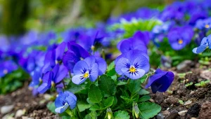 Fiołki rogate cieszą oko, gdy w ogrodzie jest niewiele kwiatów.