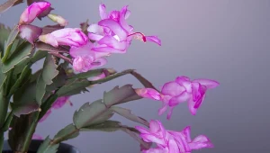 Wyjaśniamy, jak nawozić grudnika nawozem z fusów kawy, aby obficie kwitł.