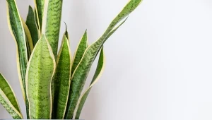 Zimą podlewanie sansewierii trzeba mocno ograniczyć i zadbać o odpowiedni drenaż.