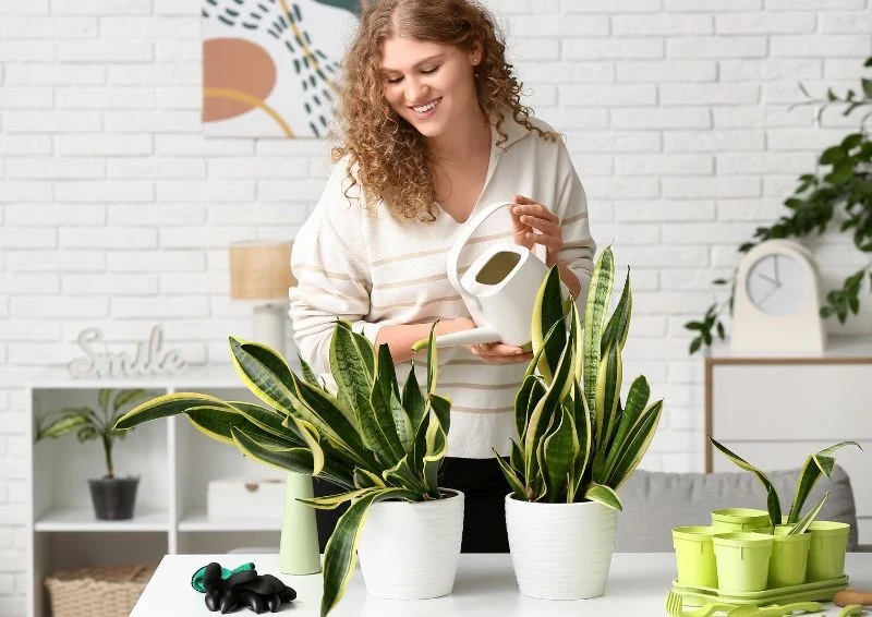 Podlewanie sansewierii trzeba ograniczyć zimą.