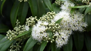 Mirt cytrynowy ma bardziej intensywny zapach niż werbena cytrynowa.