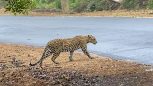 Ogromne koty zamieszkały w mieście. To pierwszy taki przypadek w świecie
