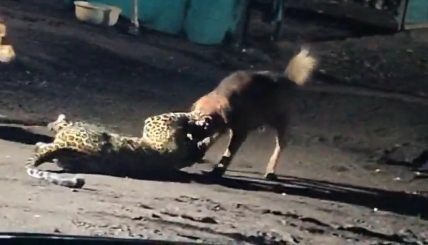 Rozgrywa się walka pomiędzy lampartem a hieną na ciemnej, nieoświetlonej przestrzeni. Oba zwierzęta są zaangażowane w brutalną konfrontację, mocno gryząc się nawzajem. W tle widoczne są pojemniki, prawdopodobnie w pobliżu obozowiska lub ludzkiego siedl...