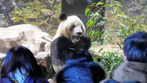 Japończycy żegnają pandy. Kolejki do zoo i wielkie wzruszenie