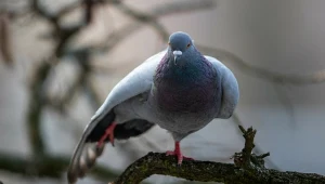 Czy naprawdę roznoszą choroby? Sanepid rozwiewa wątpliwości