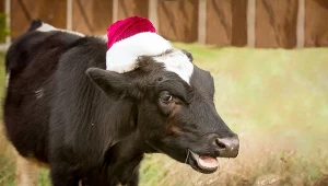 Zwierzęta mówią ludzkim głosem? Ta legenda jest starsza, niż myślisz