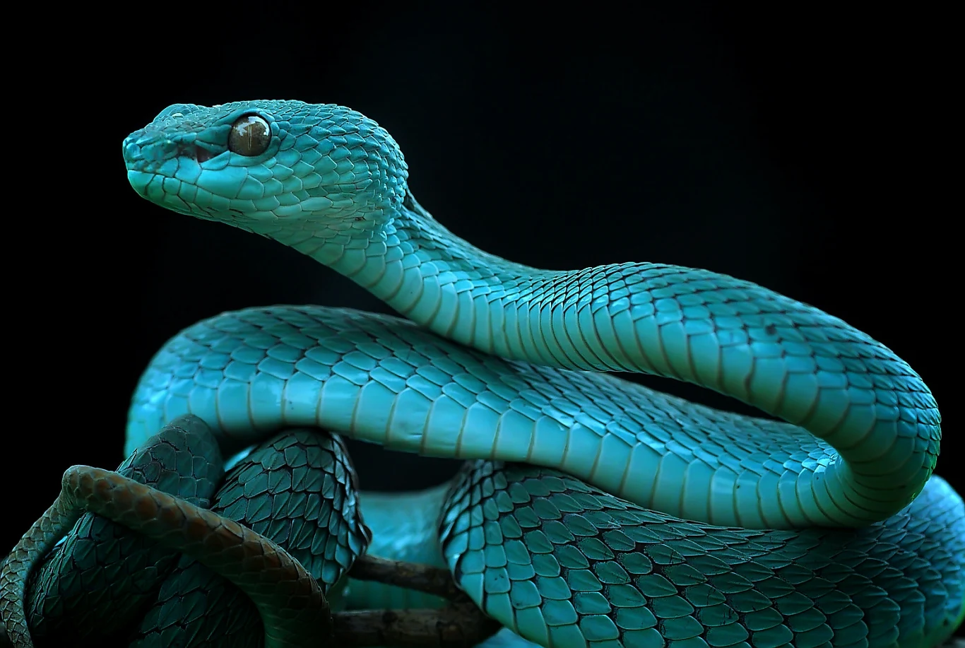 Trwożnica Trimeresurus insularis z zachodniej Sumatry Jadowity, niebieski wąż o intensywnym kolorze łusek owinięty wokół gałęzi, na czarnym tle, z wyraźnie widoczną strukturą ciała i detali skóry.