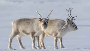 Tego możesz nie wiedzieć o reniferach. Kolor ich oczu zmienia się zimą