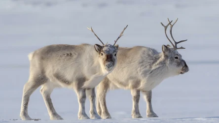 Gdzie żyją renifery?