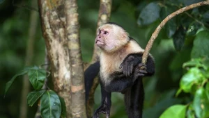 Małpka złodziejka. Kapucynka zrobiła rozróbę w zoologicznym