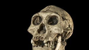 Naukowcy odtworzyli twarz sprzed 1,5 miliona lat. Tego się nie spodziewali