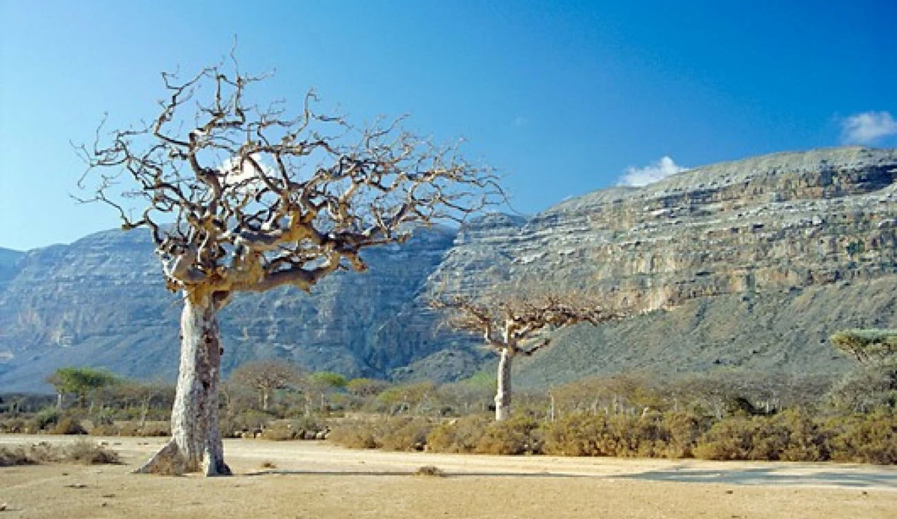 Mirra to żywica wydzielana przez korę krzewu Commiphora Myrrha Engler. Mirra to żywica wydzielana przez korę krzewu Commiphora Myrrha Engler.