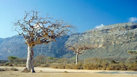 Mirra to żywica wydzielana przez korę krzewu Commiphora Myrrha Engler.