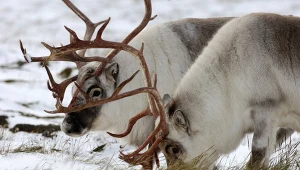 Renifery wykorzystują swe specyficzne nosy do grzebania w śniegu i szukania pod nim pokarmu