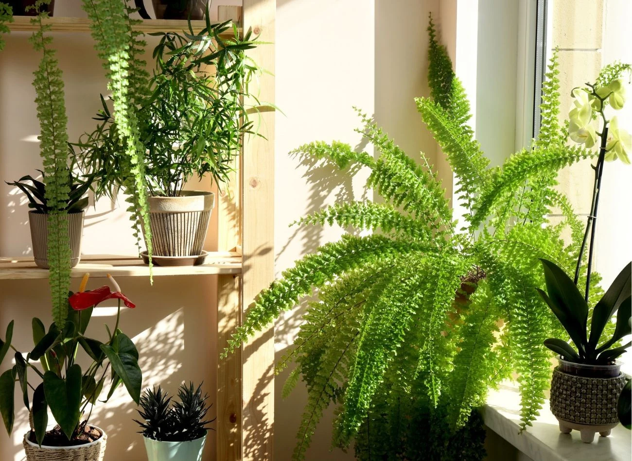 Zimą lepiej nie stawiać roślin na zimnych parapetach, gdzie mogą być narażone na mroźne przeciągi