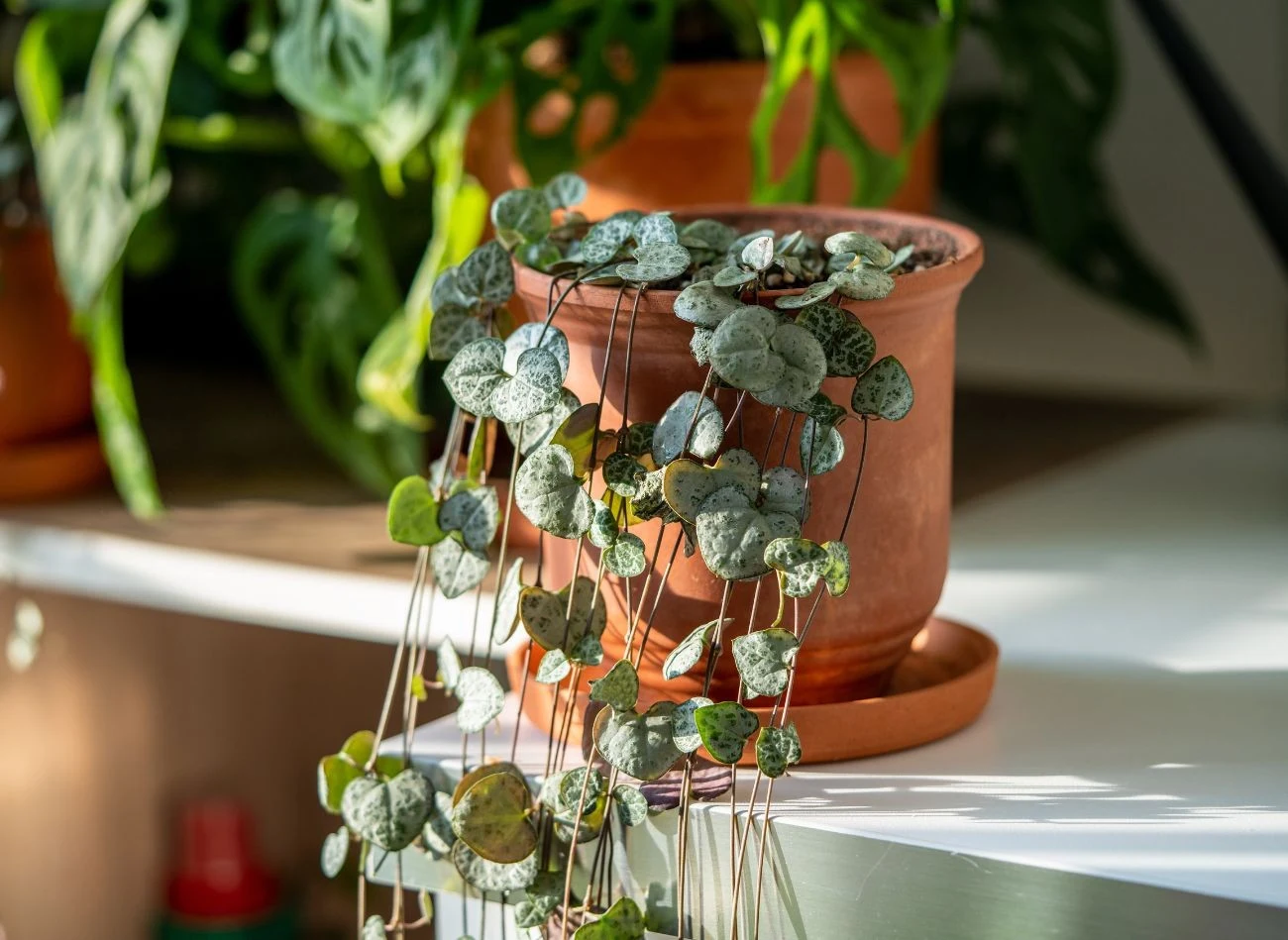 Lampion chiński ma piękne mięsiste liście o sercowatym kształcie.