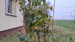 Róże zimą wymagają przede wszystkim jednego, ważnego zabiegu./Deccoria.pl