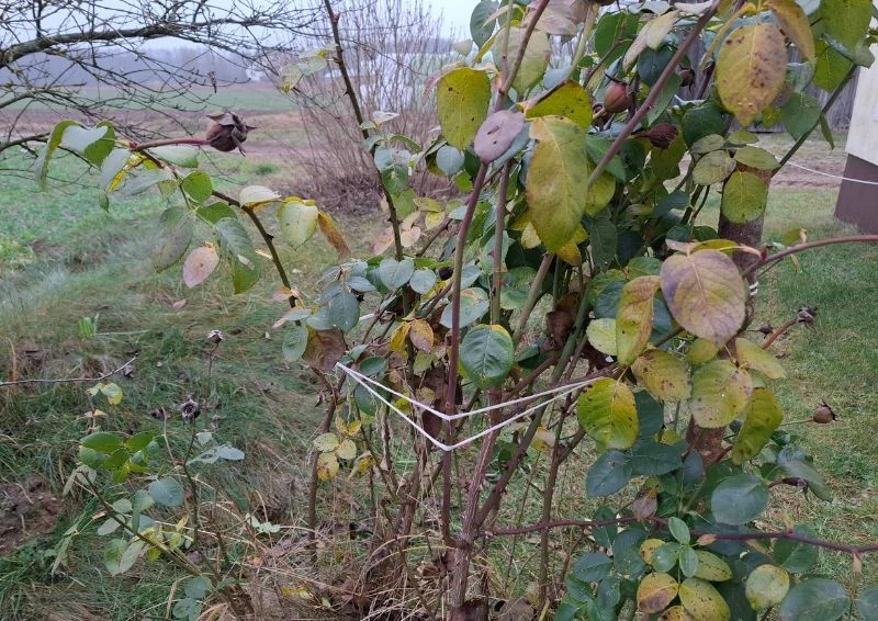 Róże zimą przede wszystkim potrzebują przywiązania i stabilizacji.
