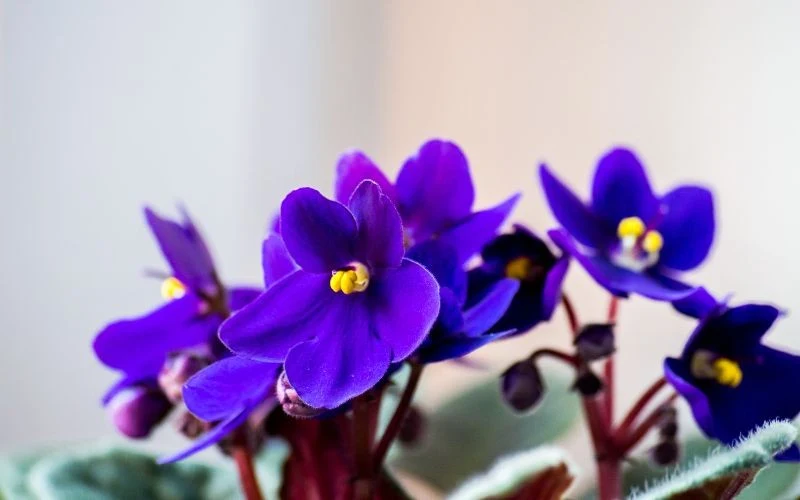 Wytwarzanie pąków kwiatowych nie jest priorytetem fiołka