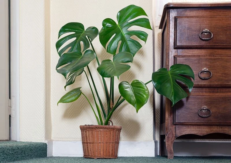 Monstera idealnie pasuje do każdego wnętrza.