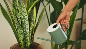 Wermikompostem możemy zasilać rośliny w domu i w ogrodzie, by pobudzić je do wzrostu.