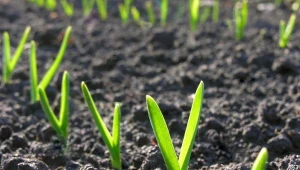 Zdarza się, że czosnek posadzony jesienią kiełkuje, zanim przyjdzie wiosna.