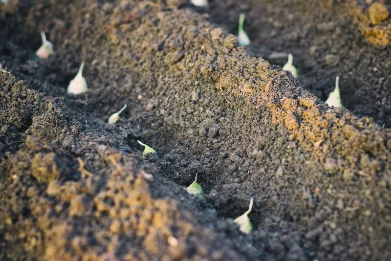 Dlaczego czosnek ozimy przedwcześnie kiełkuje