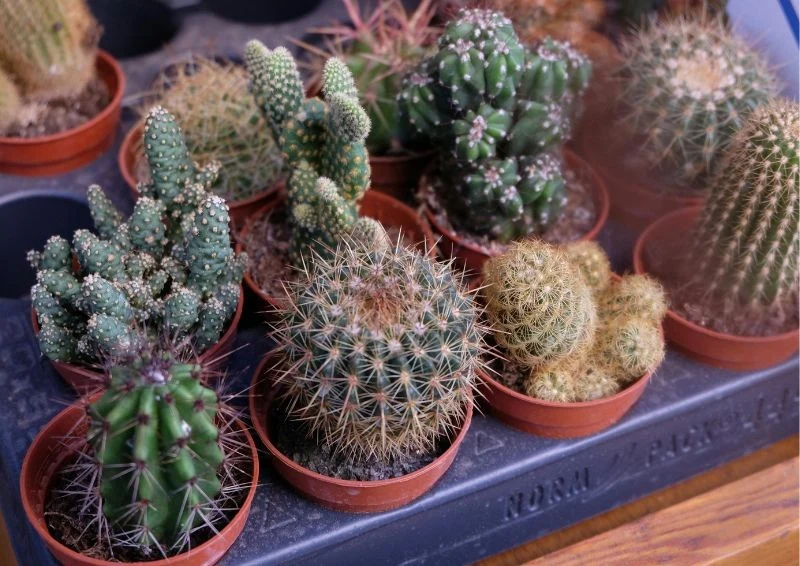 Dobrze podlewane kaktusy są prawdziwą ozdobą domu.