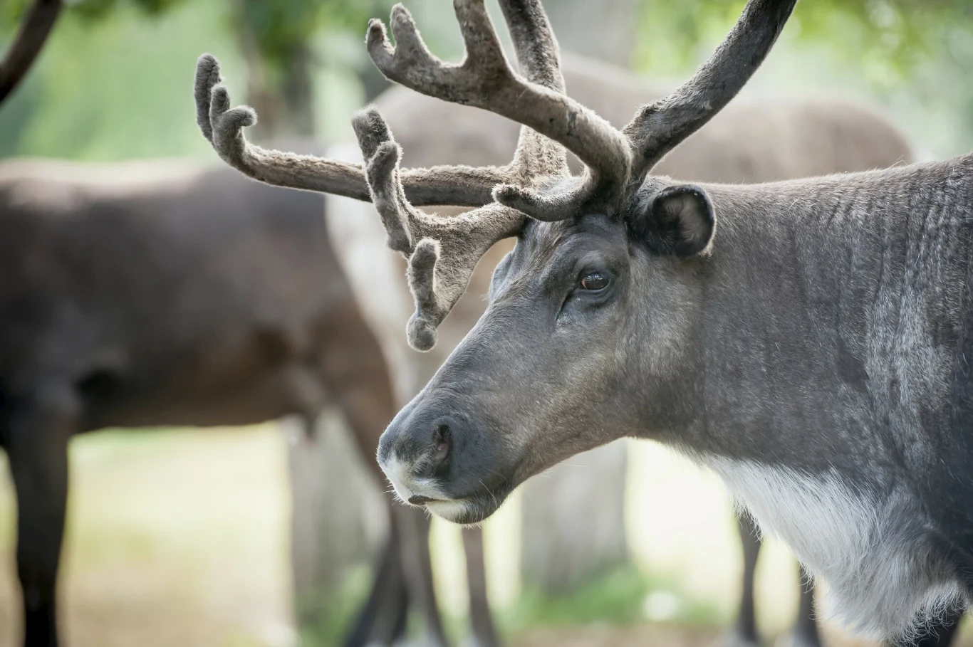 Rogi renifera porośnięte miękkim meszkiem, sylwetka zwierzęcia na tle rozmytego krajobrazu oraz innych reniferów w tle.