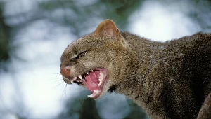 Tajemniczy drapieżnik trafił do Polski. To duch lasu, mityczne stworzenie