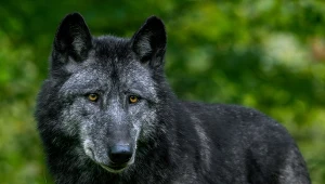 Kontrowersyjna decyzja co do wilków. Może oznaczać śmierć setek zwierząt