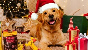 TOP propozycji dla psa i kota! Zaskocz swojego pupila najlepszym upominkiem pod choinkę