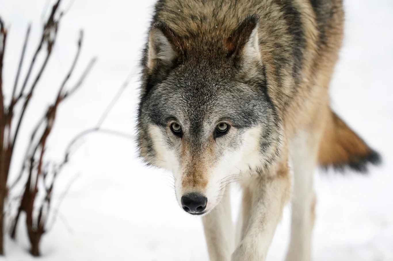 Wilk o szaro-brązowej sierści kroczy po śniegu, z uważnym spojrzeniem skierowanym do przodu, w tle znajdują się gołe gałęzie.