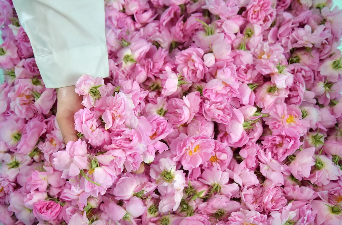 Ręka w białym rękawie zanurzona w dużej ilości różowych kwiatów, tworzących gęsty, intensywnie kolorowy dywan.