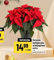 Вифлеємська зірка