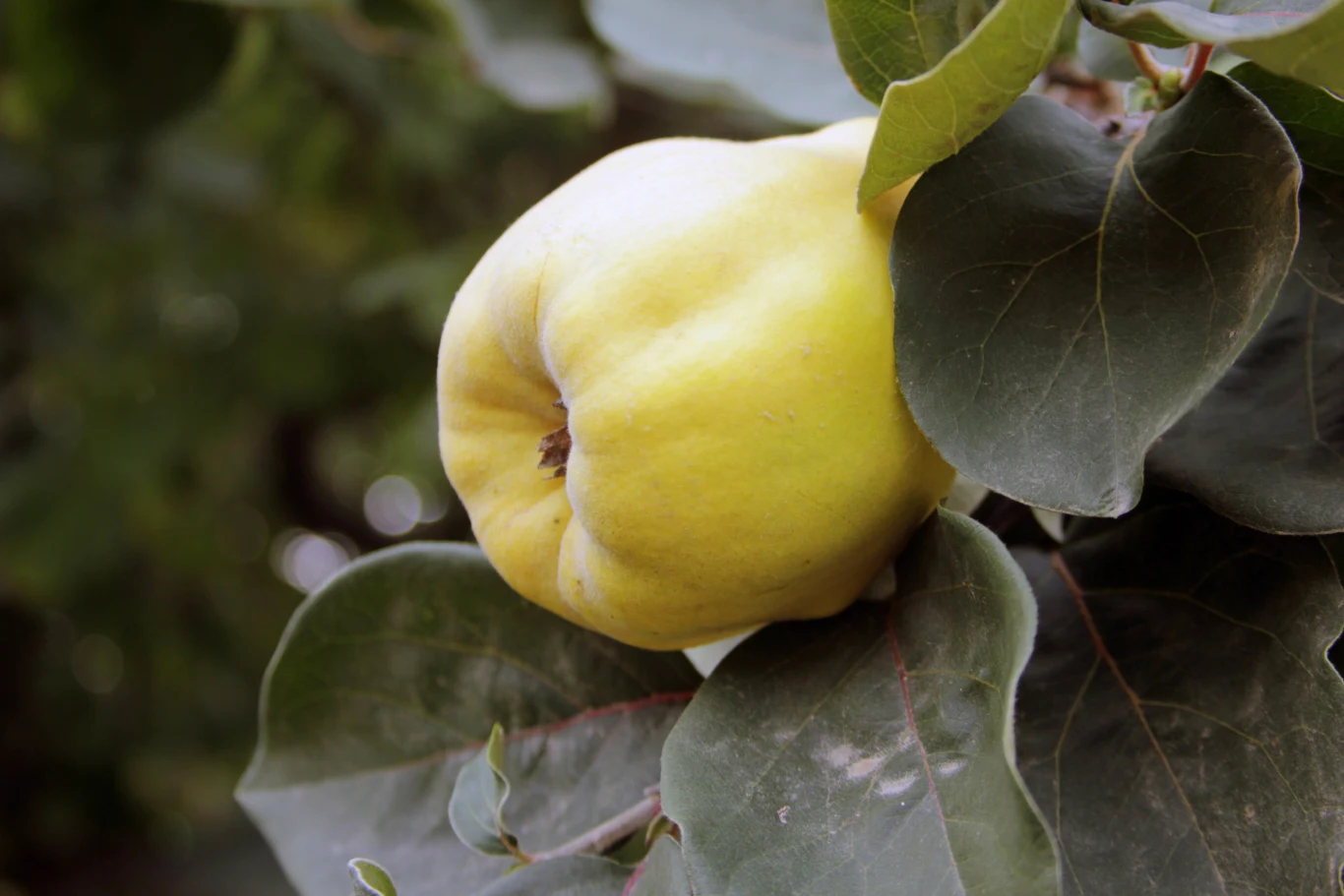 Ten owoc daje wiele możliwości Ten owoc daje wiele możliwości