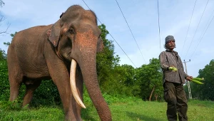 Podpalili zwierzę uznawane za święte. Mieszkańcy kraju są w szoku