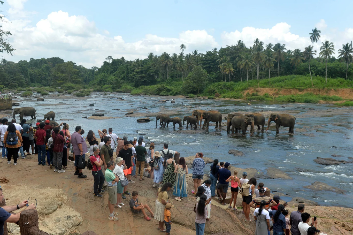 Tłum turystów obserwuje stado słoni kąpiących się w rzece na tle tropikalnej roślinności i palm pod jasnym niebem.