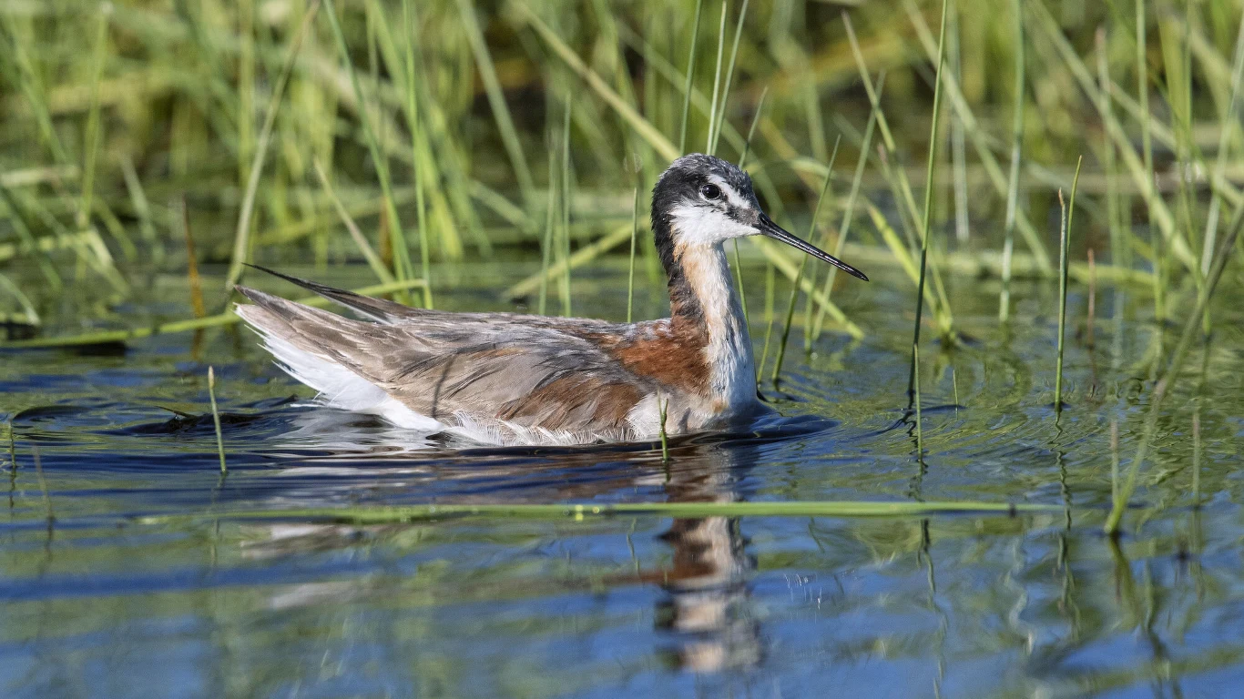 Ptak wodny o wydłużonej szyi i długim dziobie pływa na spokojnej tafli wody otoczonej zielonymi źdźbłami traw.