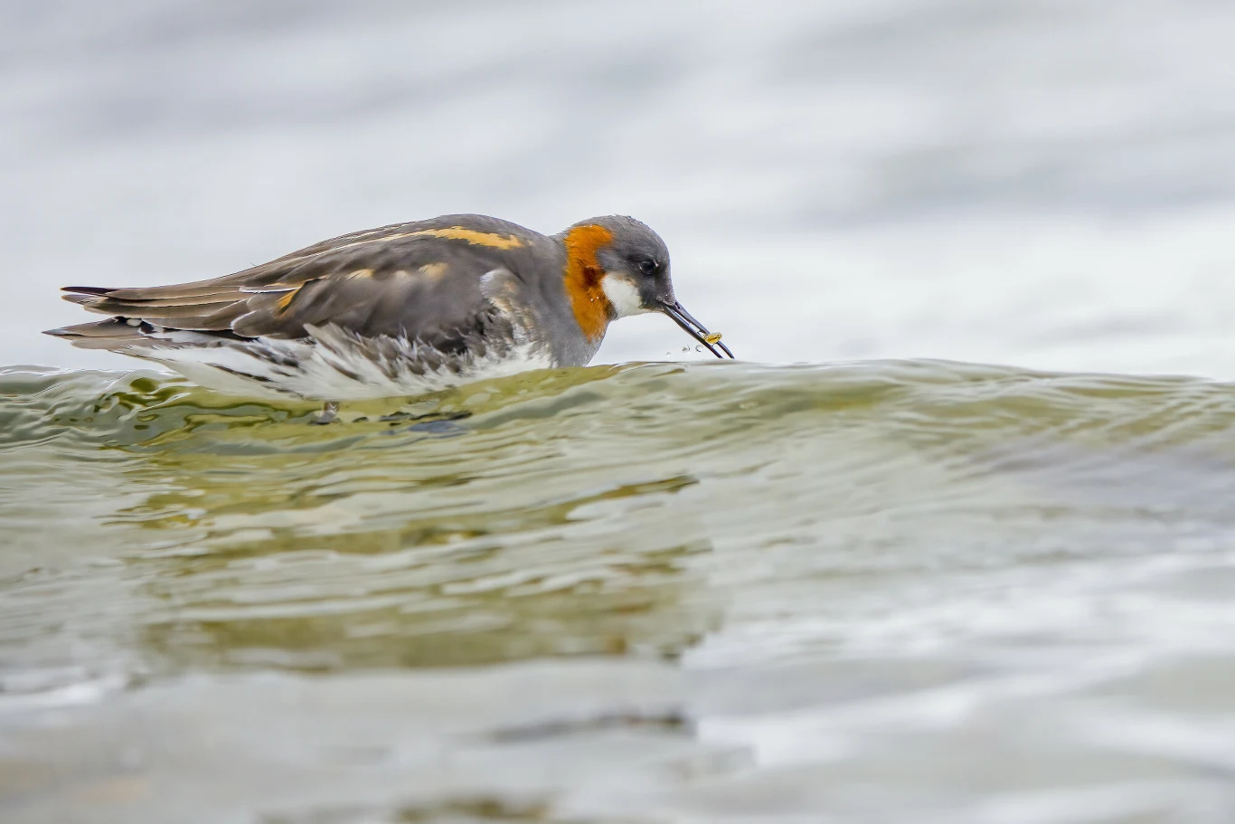 Płatkonóg szydłodzioby. Te ptaki są świetnymi pływakami. Unoszą się na wodzie niczym korki Ptak brodzący o długim dziobie i wyrazistym pomarańczowym zabarwieniu na karku łapie owada lub małe stworzenie w wodzie, na tle spokojnej powierzchni zbiornika.
