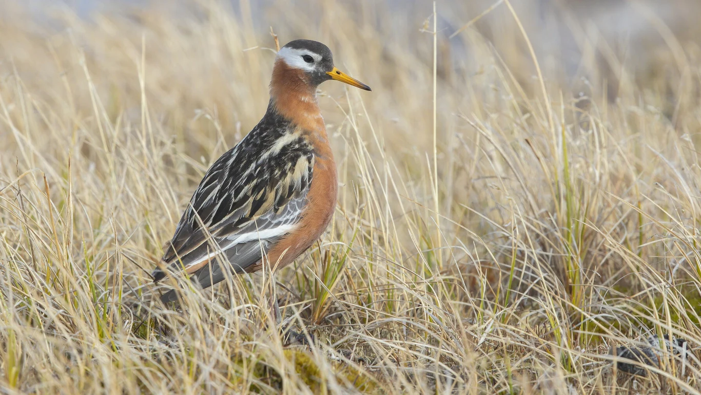 Płatkonóg płaskodzioby przylatuje do Polski z Grenlandii i Svalbardu Ptak o długim dziobie i śmiałym, rudym ubarwieniu piersi stojący wśród suchych, żółtych traw.